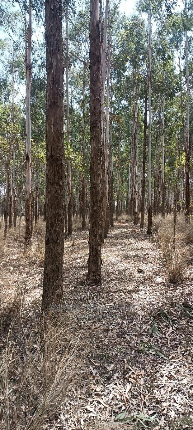 Blue Gum, Eucalyptus Trees for Sale