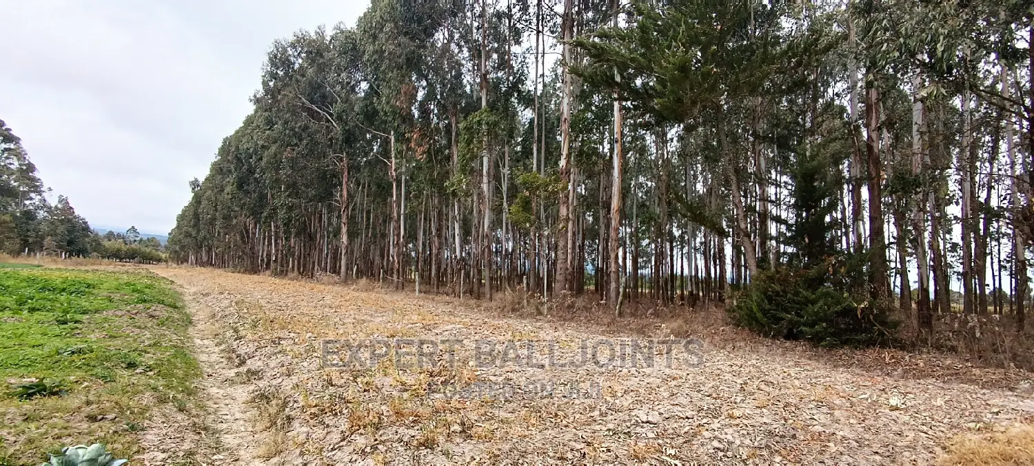 Blue Gum, Eucalyptus Trees for Sale