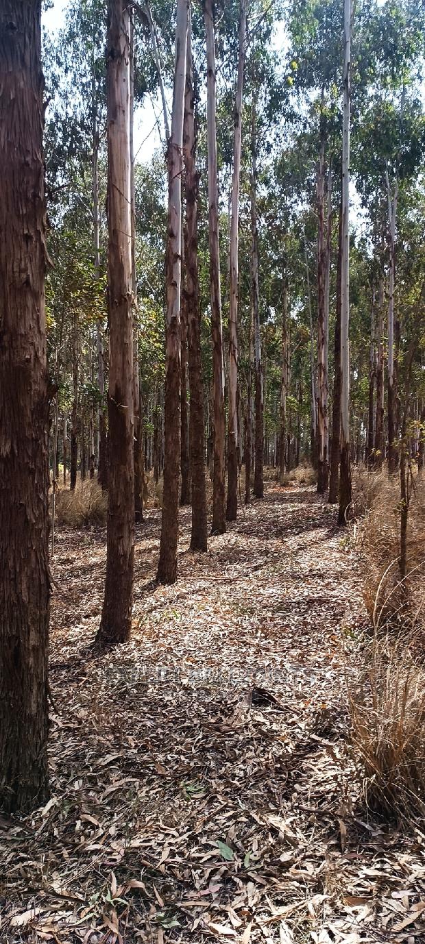 Blue Gum, Eucalyptus Trees for Sale - thumbnail 3