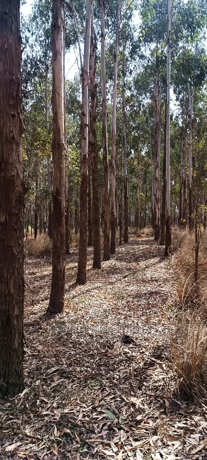 Blue Gum, Eucalyptus Trees for Sale