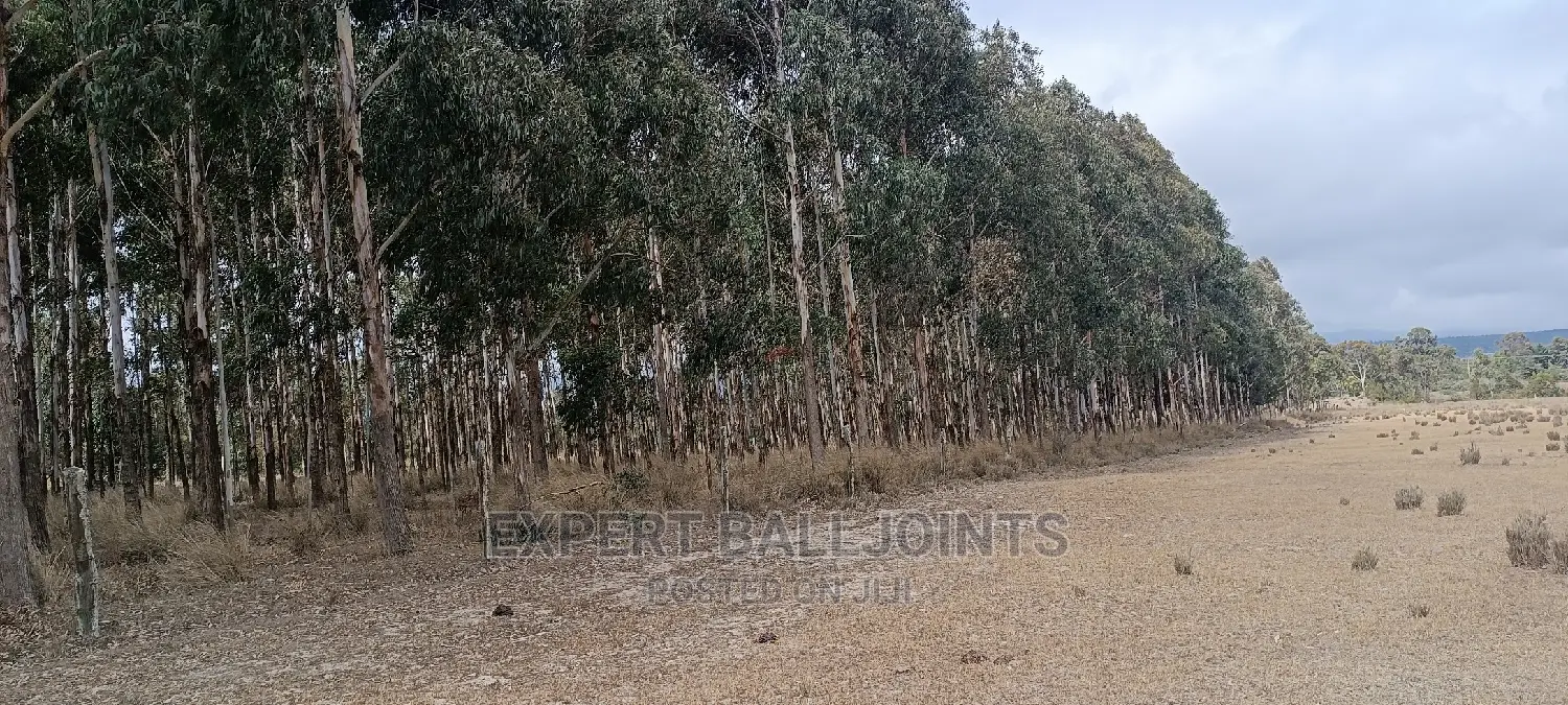 Blue Gum, Eucalyptus Trees for Sale