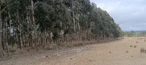 Blue Gum, Eucalyptus Trees for Sale