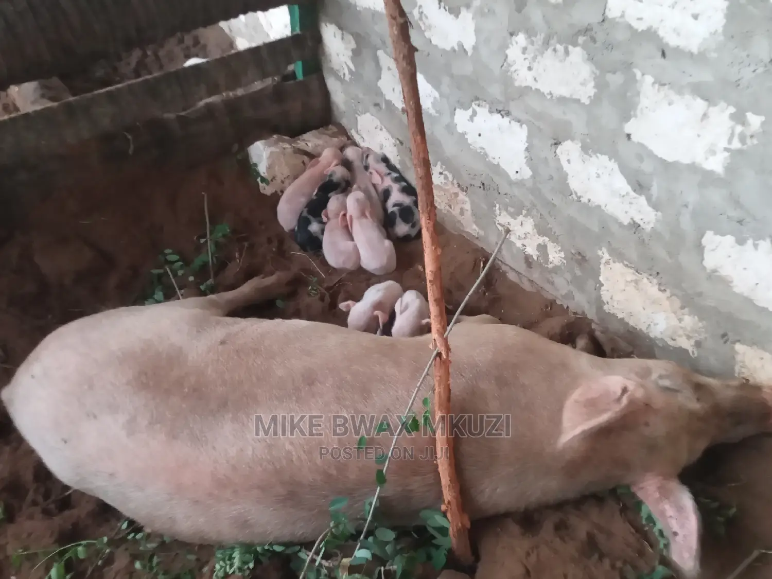 Pigs | Piglets | Pork