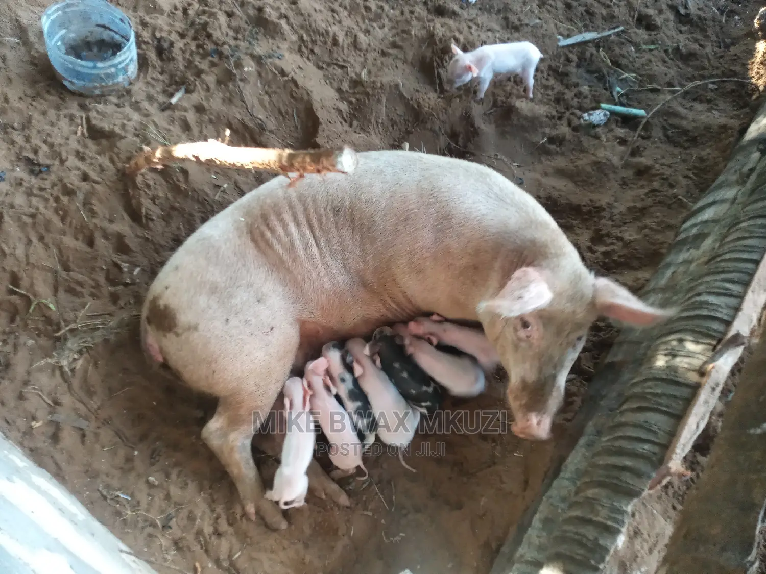 Pigs | Piglets | Pork