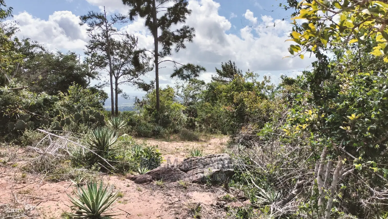 5 Acres Ocean View Property in Golini