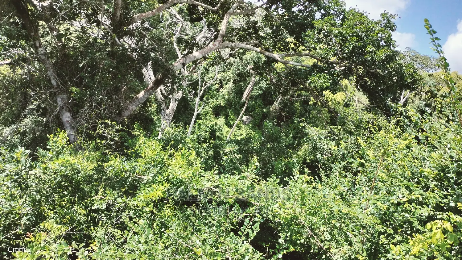 5 Acres Ocean View Property in Golini