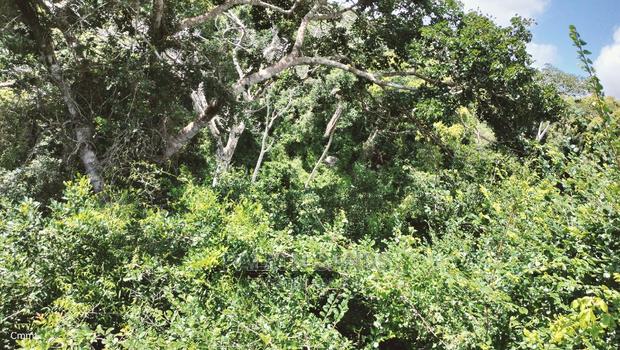 5 Acres Ocean View Property in Golini - thumbnail 8