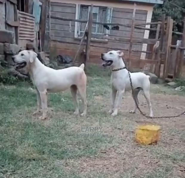 6-12 months Male Purebred Dogo Argentino