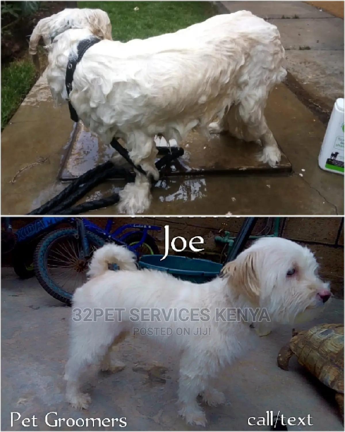 Professional Pet Grooming Services