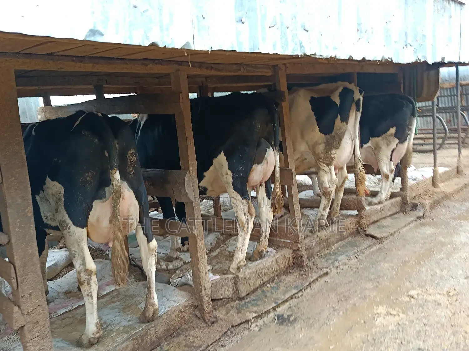 Friesian Dairy Cows