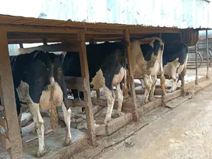 Friesian Dairy Cows