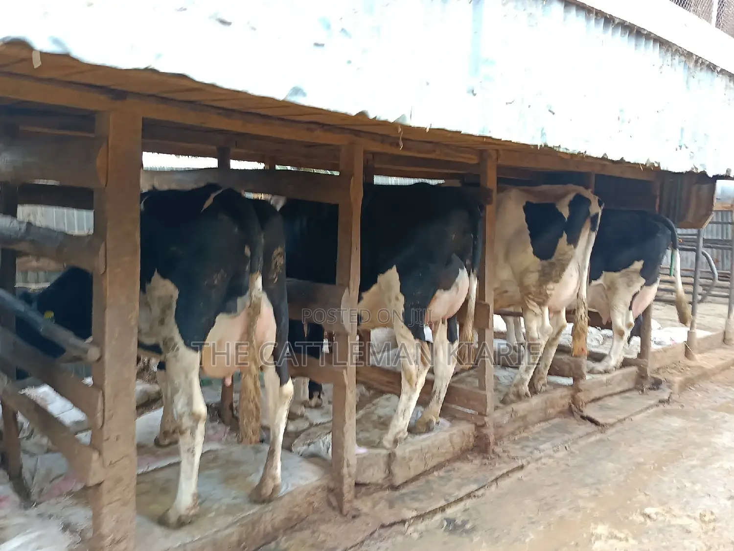 Friesian Dairy Cows