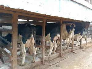 Friesian Dairy Cows