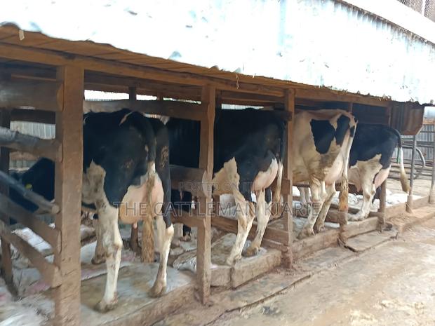 Friesian Dairy Cows - thumbnail 2