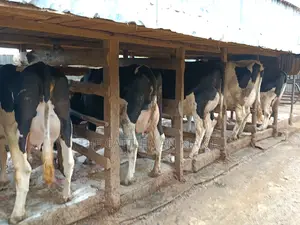 Friesian Dairy Cows