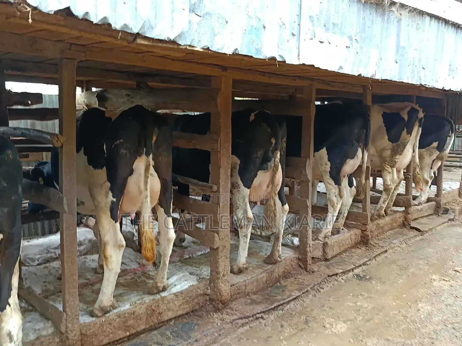 Friesian Dairy Cows