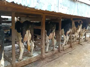 Friesian Dairy Cows
