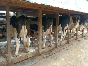 Friesian Dairy Cows