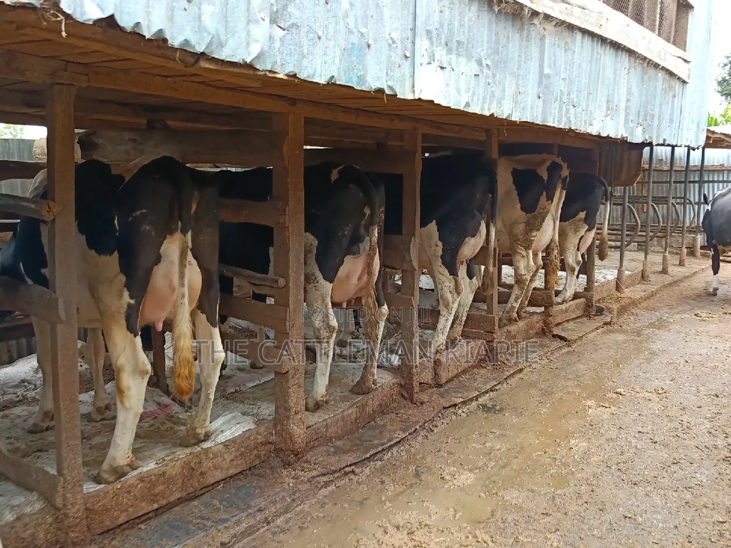 Friesian Dairy Cows