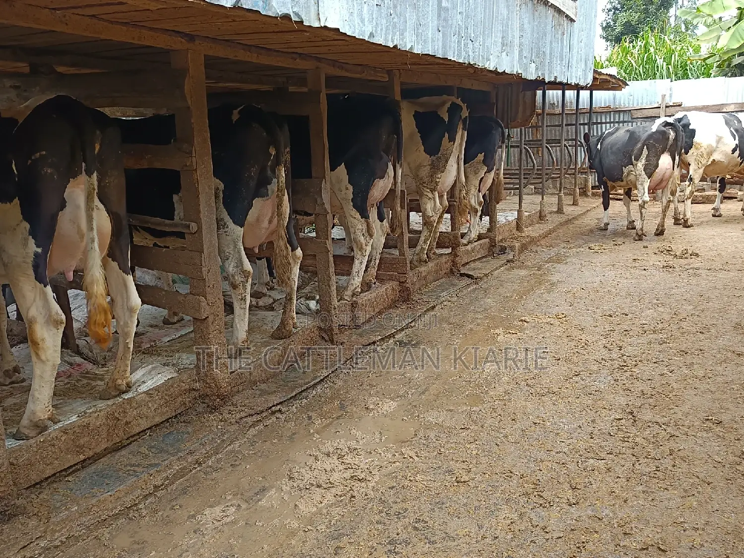 Friesian Dairy Cows