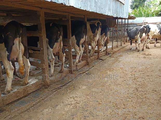 Friesian Dairy Cows - thumbnail 7