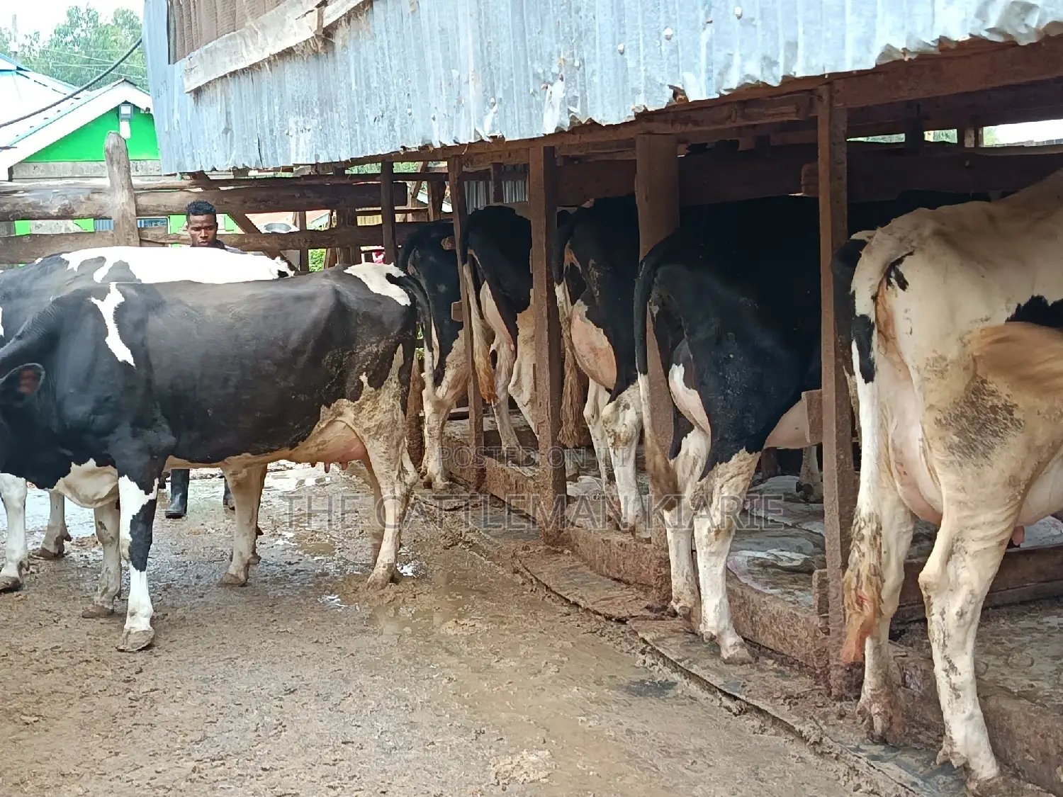 Friesian Dairy Cows