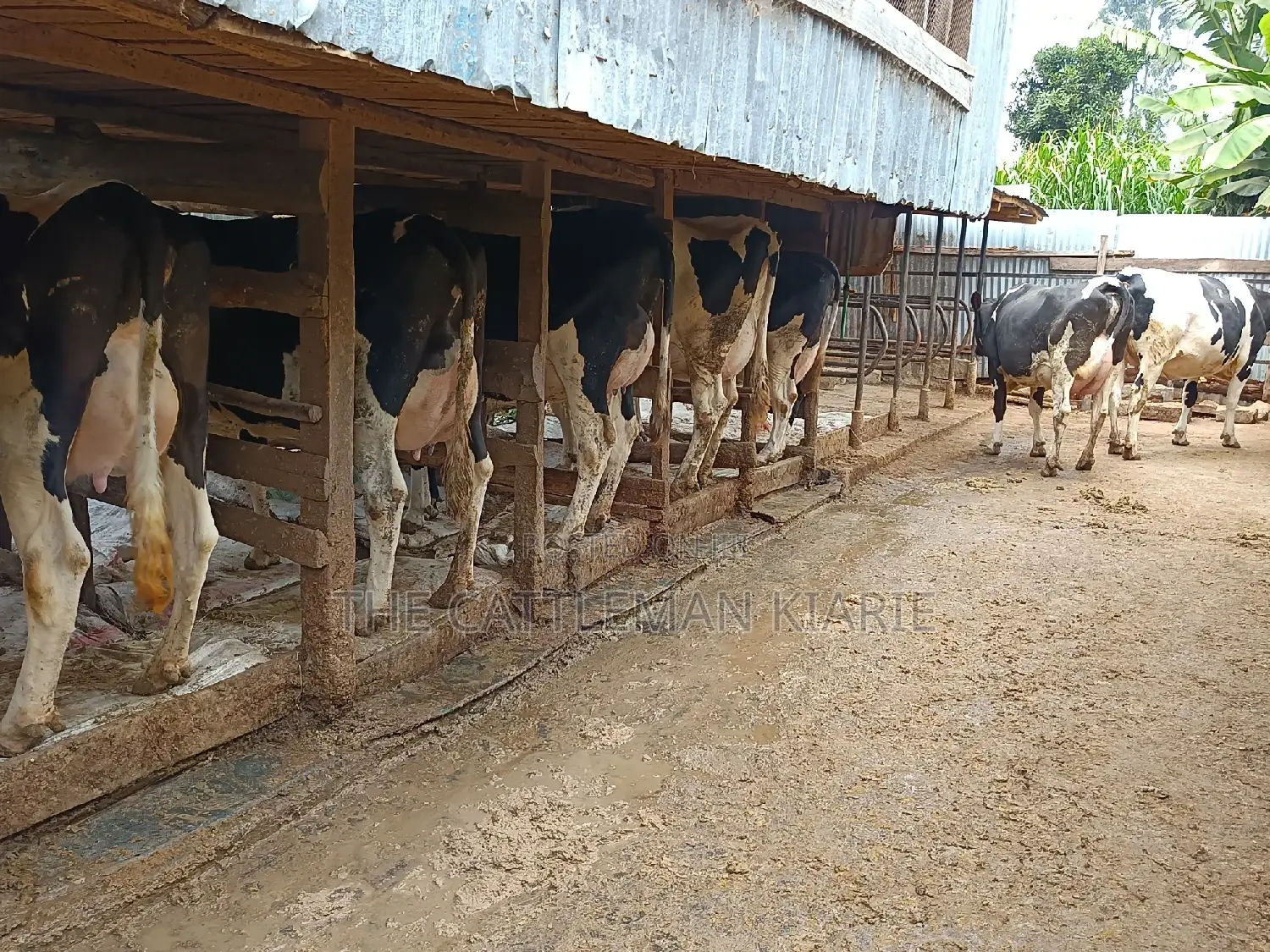 Friesian Dairy Cows