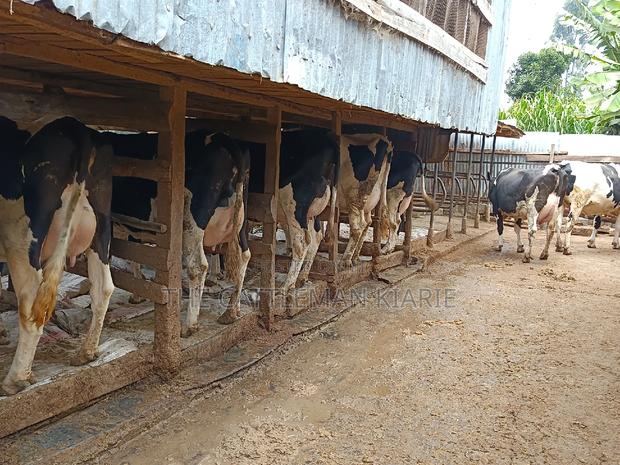Friesian Dairy Cows - thumbnail 10