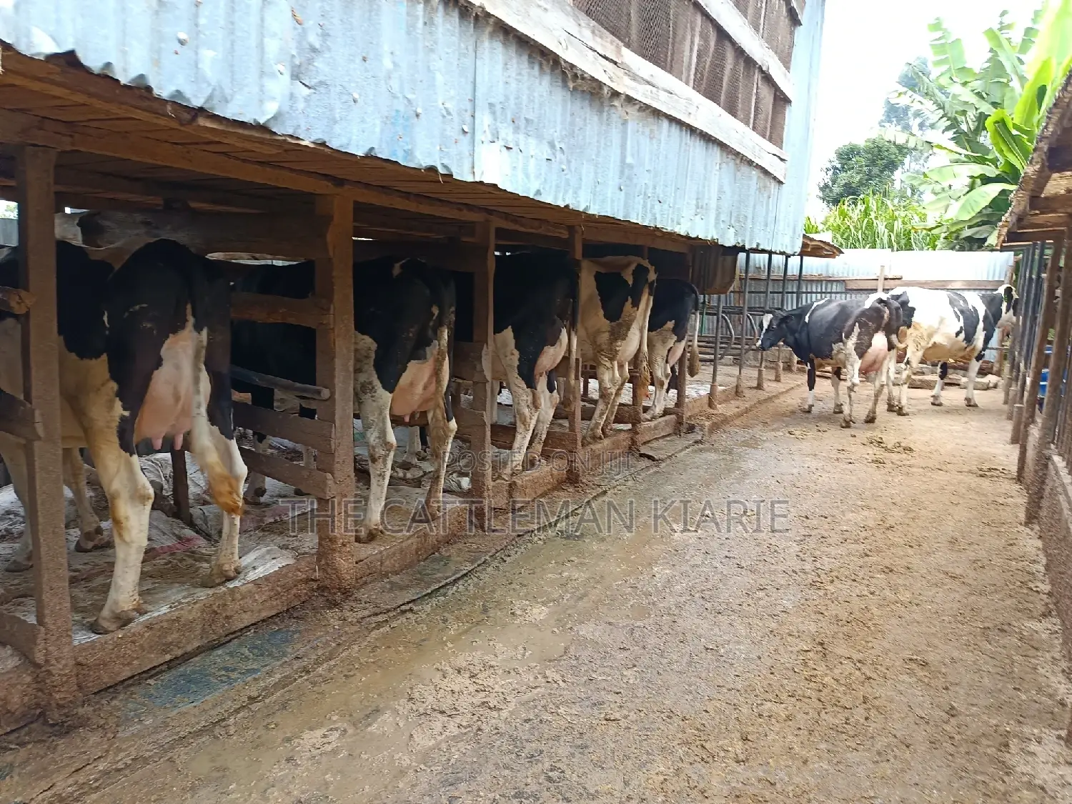 Friesian Dairy Cows