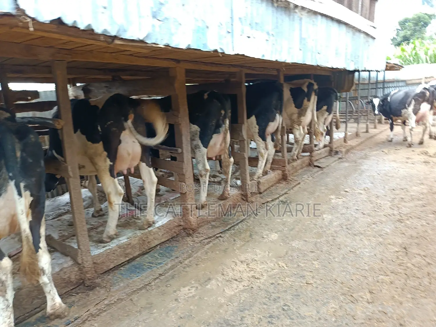 Friesian Dairy Cows