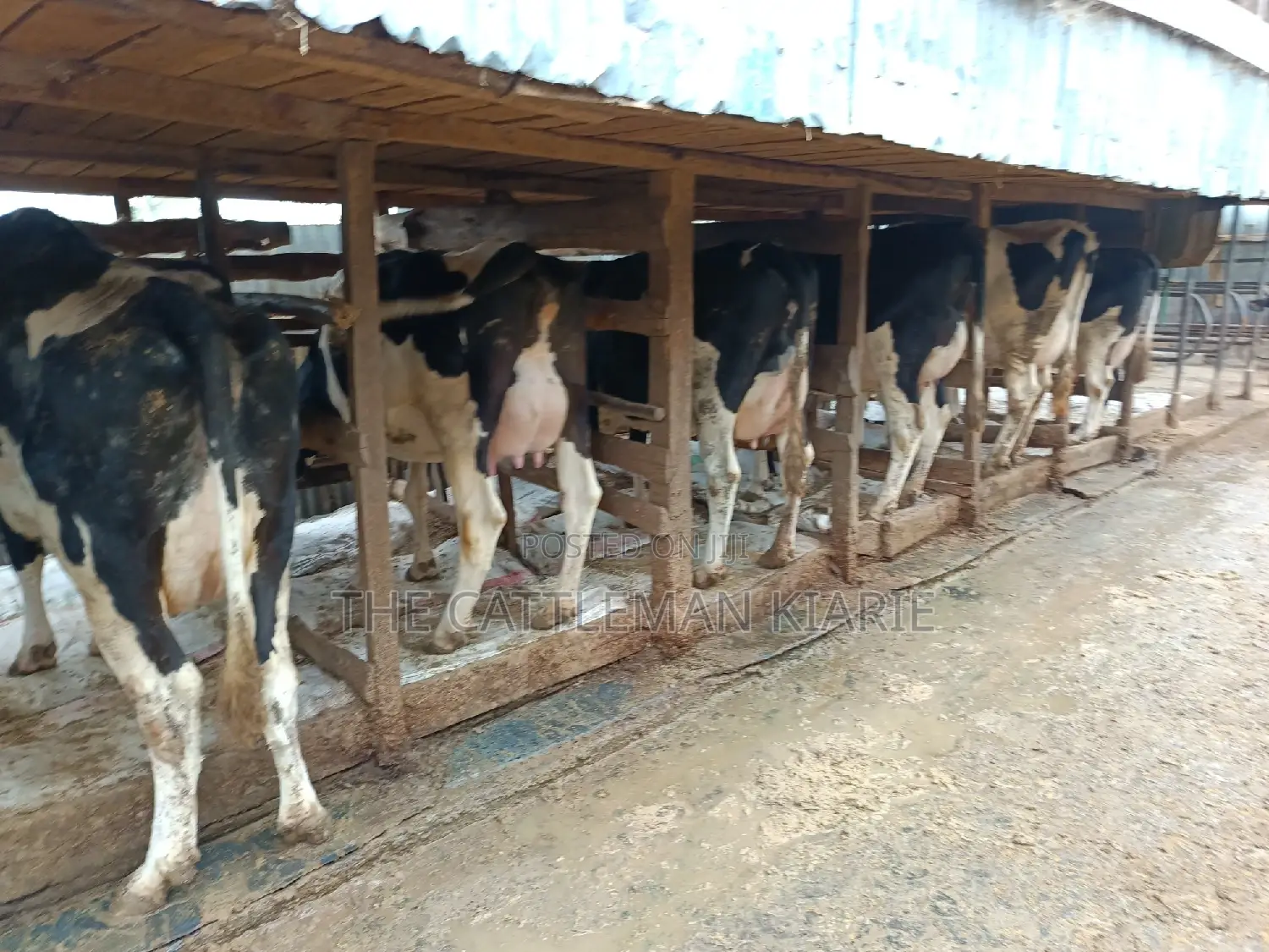 Friesian Dairy Cows