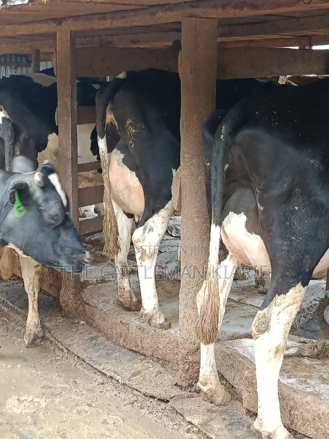 Friesian Dairy Cows