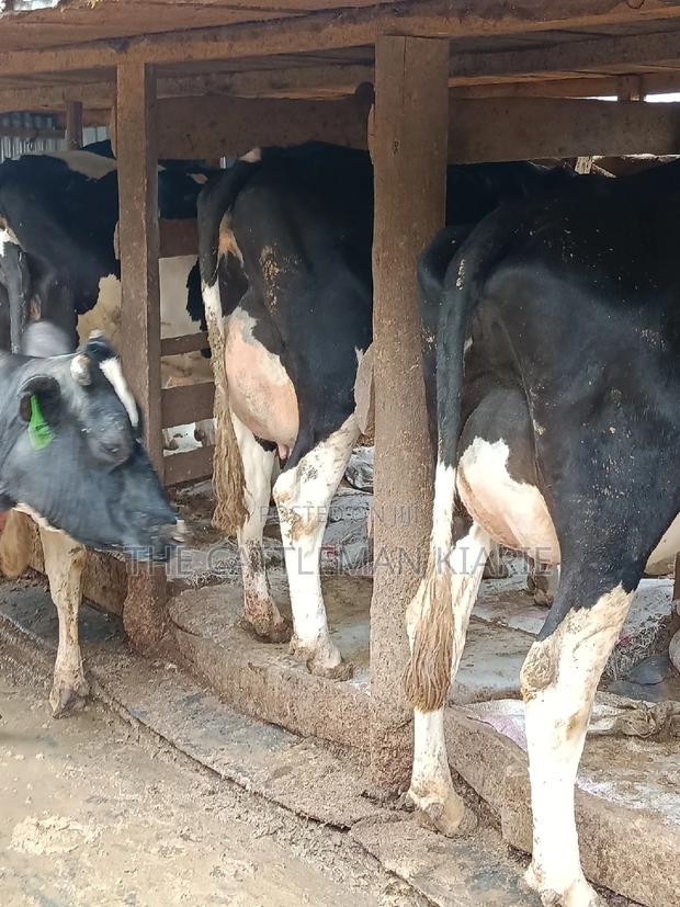 Friesian Dairy Cows - thumbnail 14