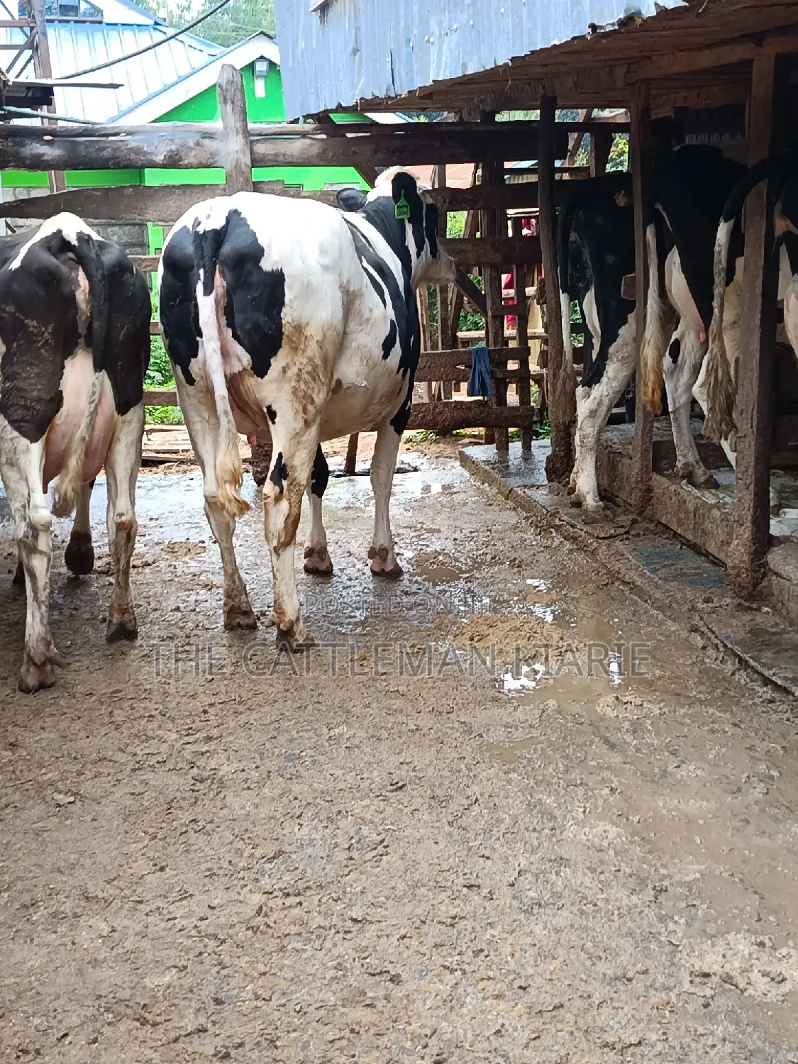 Friesian Dairy Cows