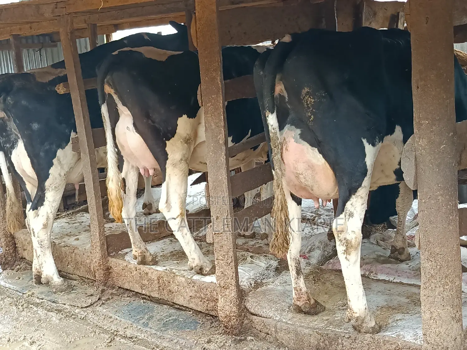 Friesian Dairy Cows