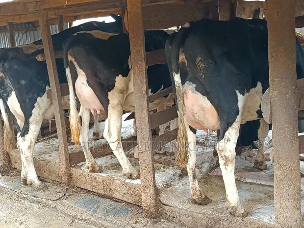 Friesian Dairy Cows - thumbnail 16