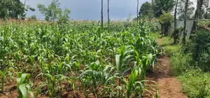 Commercial Plot For Sale In Annex Eldoret