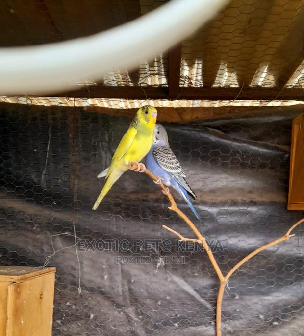 Budgerigar - main view