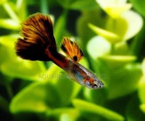 Guppies Fish - main view