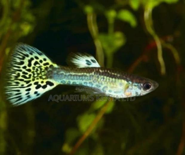 Guppies Black Grey Polish Fish - main view