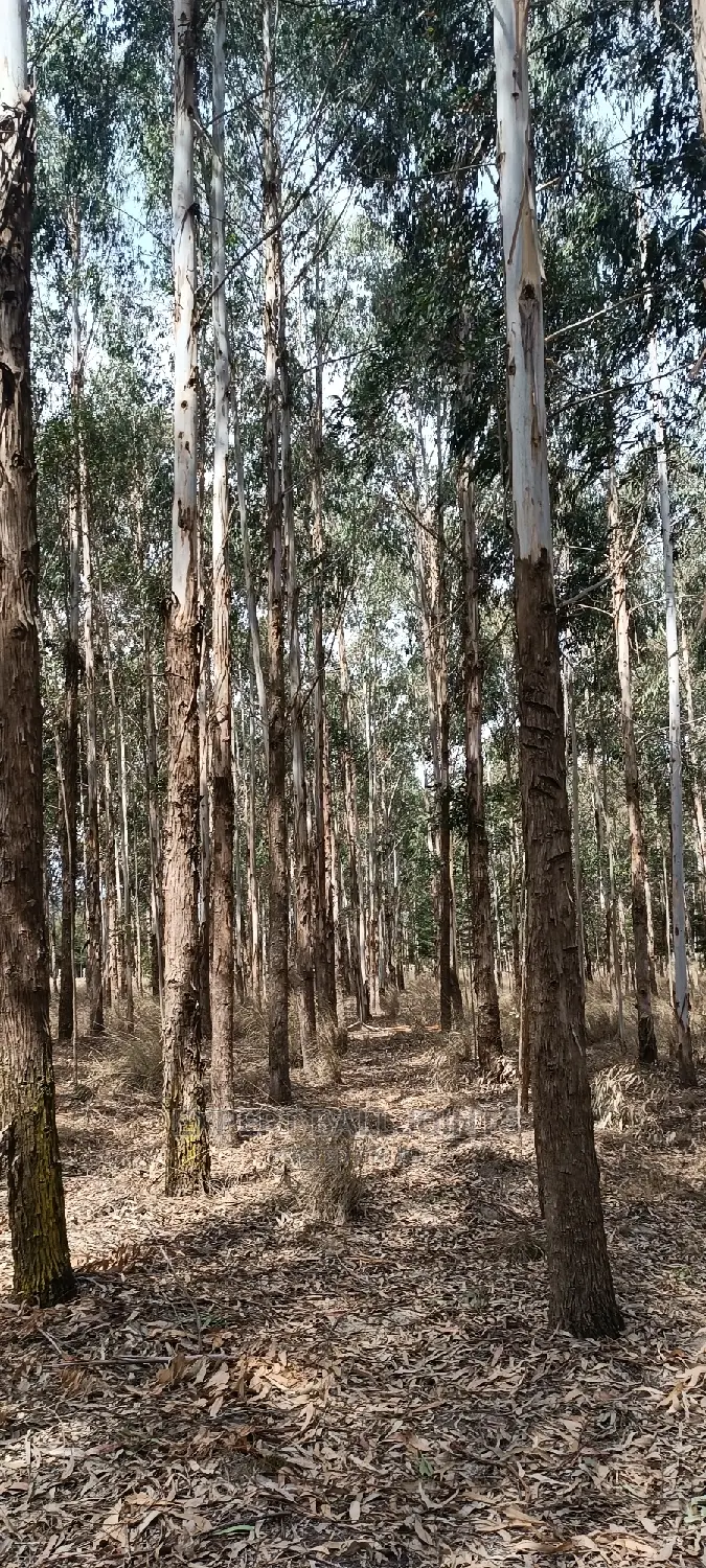 Eucalyptus Trees Clear Field Sale