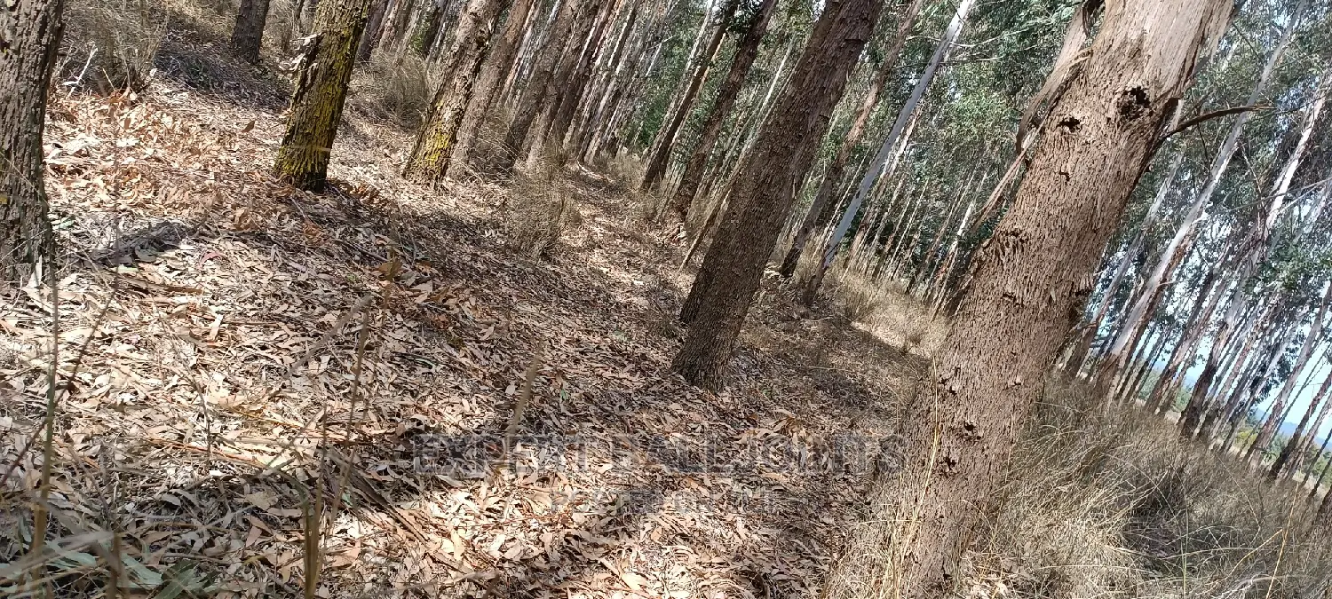 Eucalyptus Trees Clear Field Sale