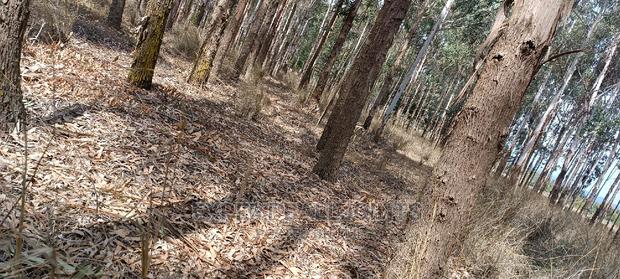 Eucalyptus Trees Clear Field Sale - thumbnail 6