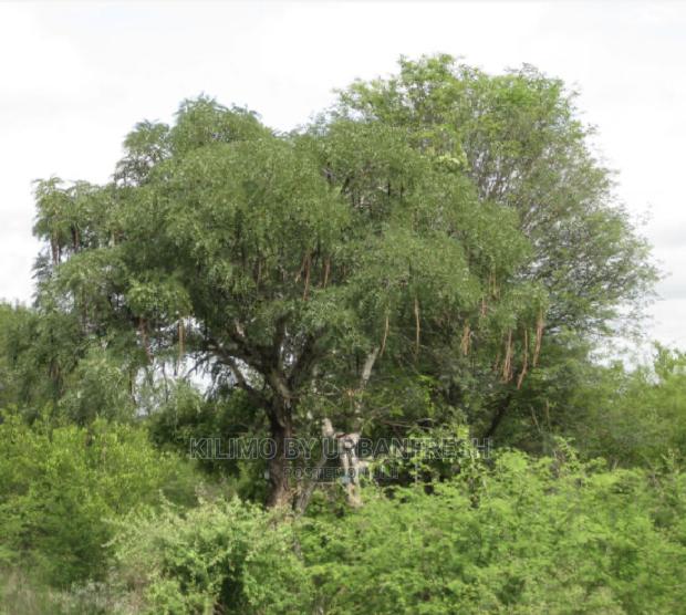 Indigenous Trees Shurbs Seedlings. Moq 10. - thumbnail 3