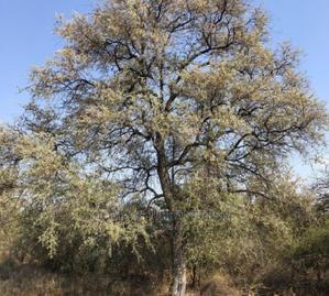 Indigenous Trees Shurbs Seedlings. Moq 10. - thumbnail 2