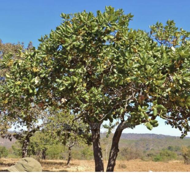 Indigenous Trees Shurbs Seedlings. Moq 10. - thumbnail 5