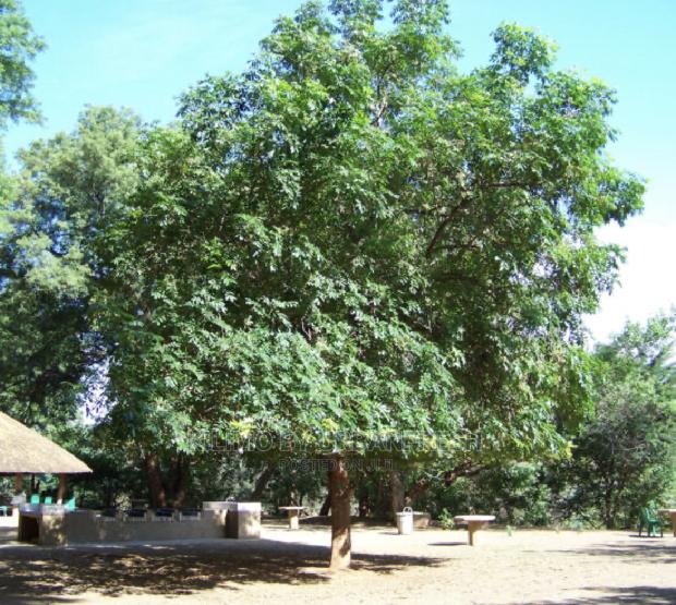 Indigenous Trees Shurbs Seedlings. Moq 10. - thumbnail 4