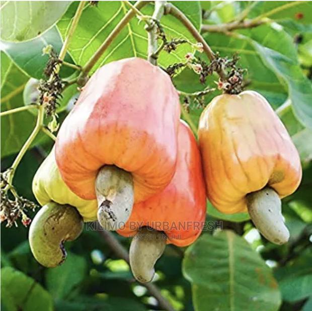 Cashew Nut Tree Seedlings High Yielding Moq 5 - main view
