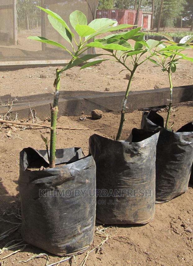 Cashew Nut Tree Seedlings High Yielding Moq 5 - thumbnail 3