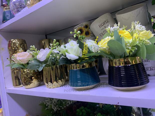 Decorative Plants Available